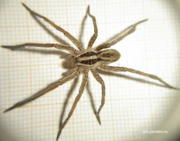 Опасности Крыма Опасности Крыма