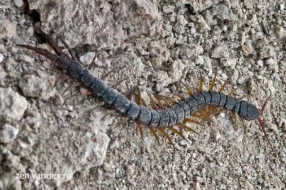 Опасности Крыма Опасности Крыма