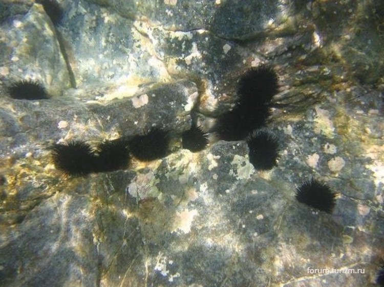 Опасности Турции