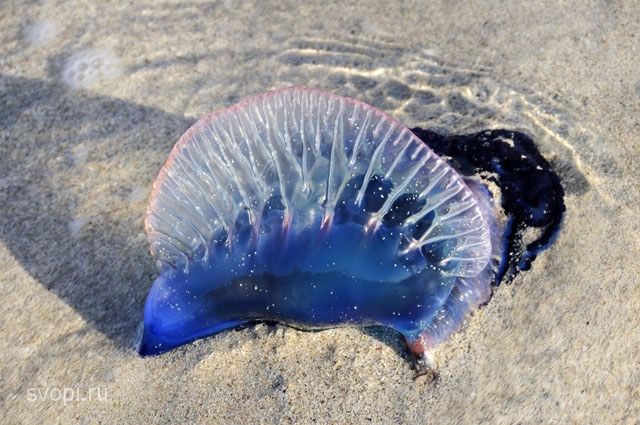 Ядовитая медуза Физалия Ядовитая медуза Физалия
