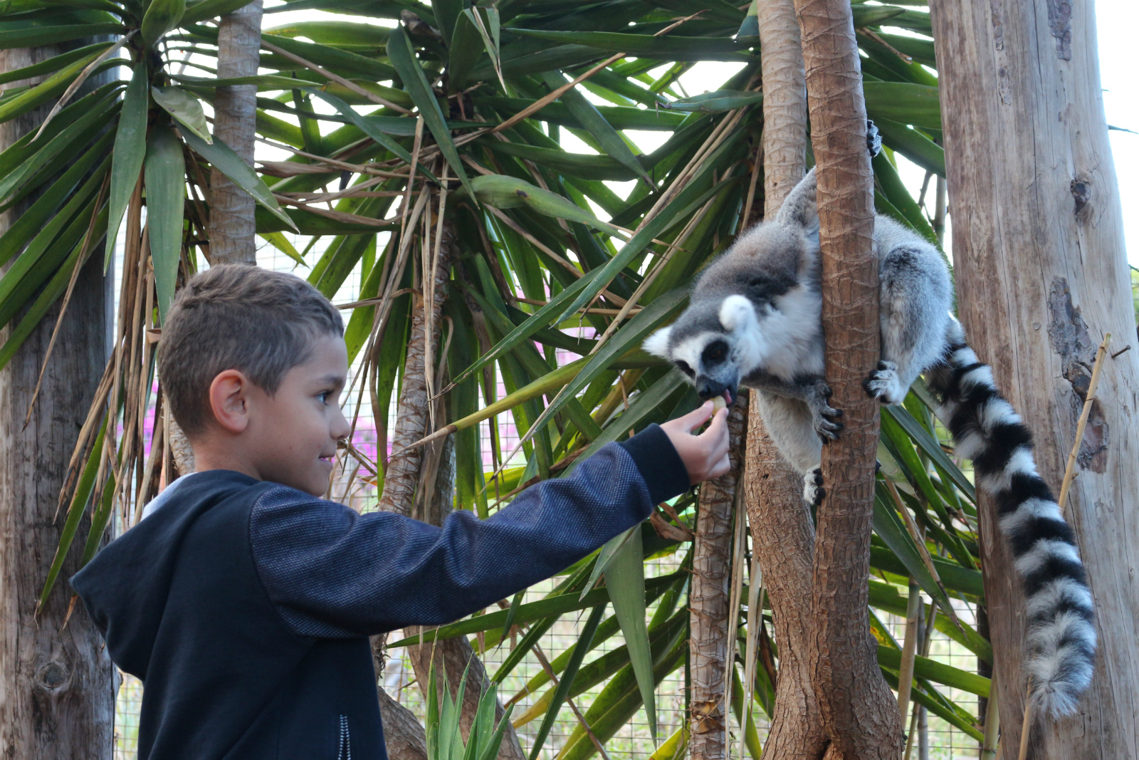 Monkey Park на Тенерифе