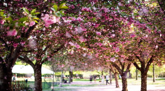 Ботанический сад Ботанический сад