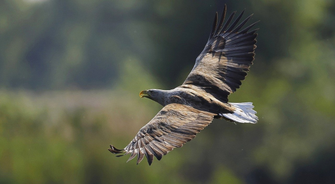 Орлиный театр в Майрхофене Орлиный театр в Майрхофене