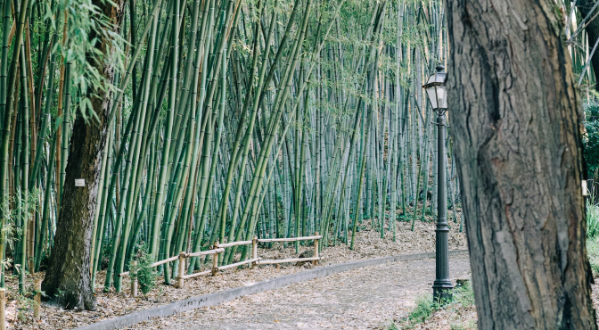 Ботанический сад Римского университета в Риме Ботанический сад Римского университета в Риме